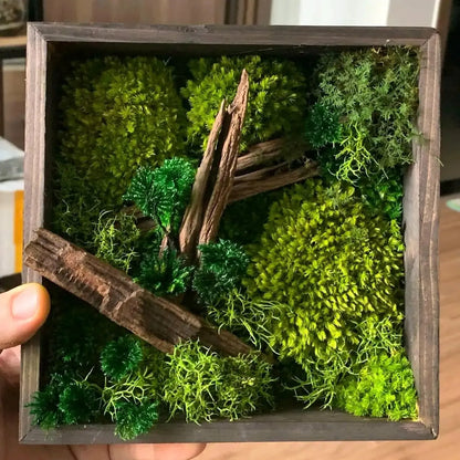 Trở thành nhà nghiên cứu thực vật với Tranh làm từ Rêu