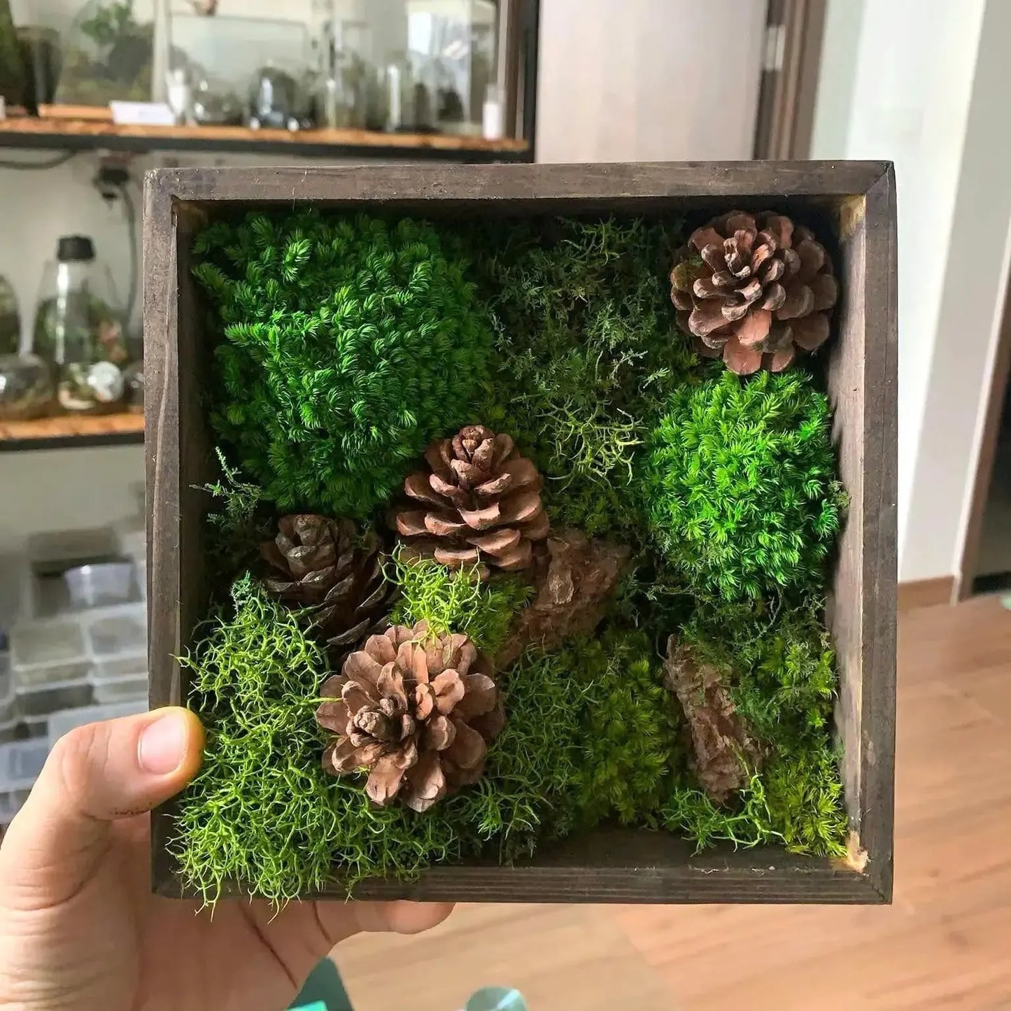 Trở thành nhà nghiên cứu thực vật với Tranh làm từ Rêu